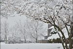 Adelya Tsodikov : Snowing 