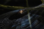 Тамара Коренева : Властелин колец. 
