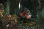   : pibka v akvariune 